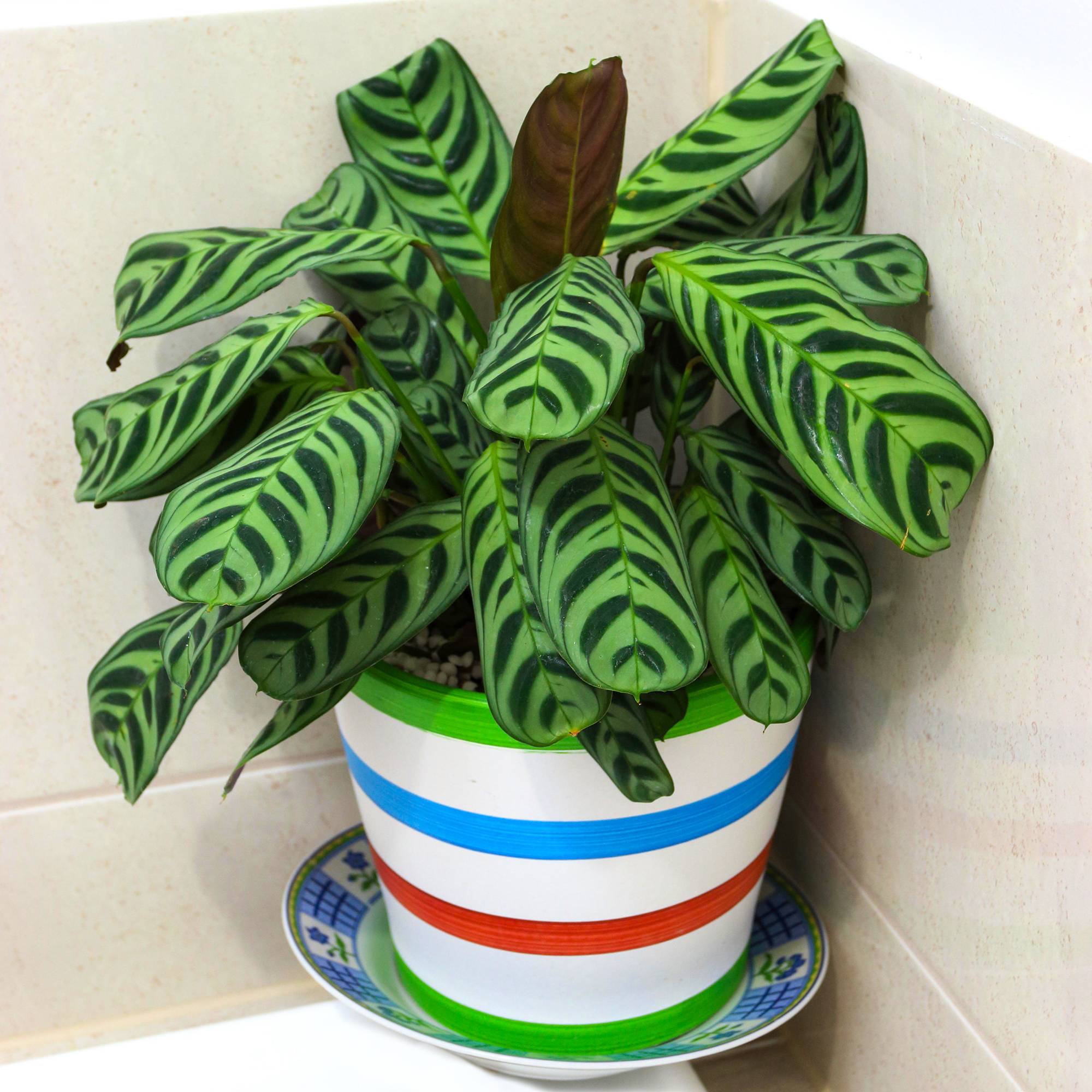 Gardenersdream - Magnifique Calathea Makoyana Plante Paon En Pot 30-40Cm Plante D'Intérieur - GardenersDream - Imagen 1
