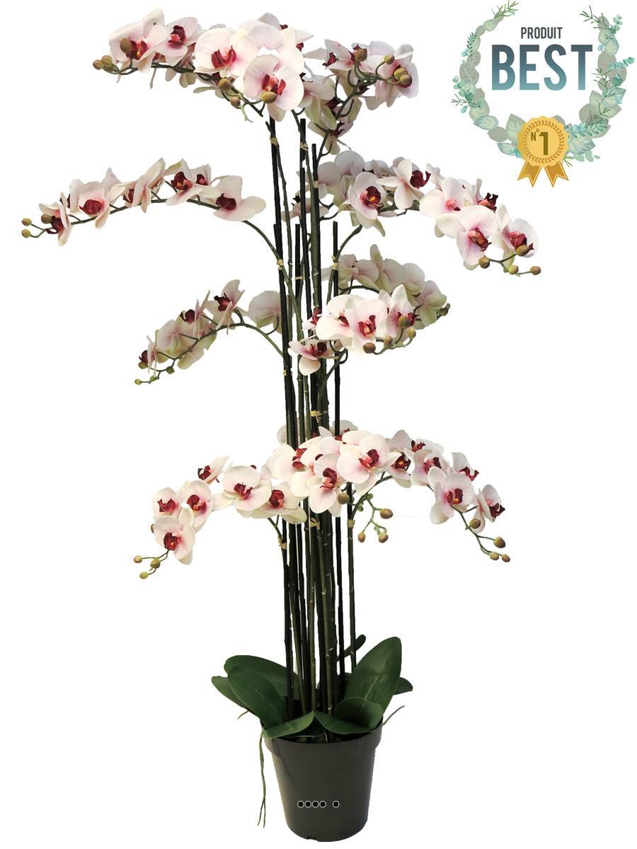 Artificielles - Orchidée Phalaenopsis factice Top Qualité & pot H140cm Rose-pâle-BEST - dimhaut: H 140 cm - couleur: Rose-crème - Imagen 1