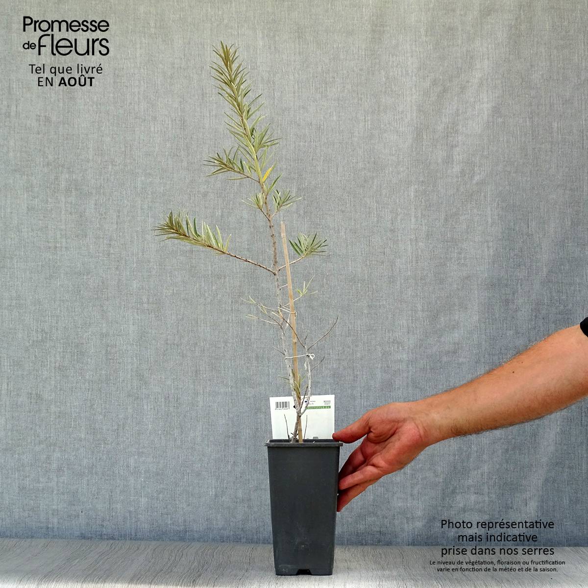 Promesse de Fleurs - Hippophae rhamnoides Friesdorfer Orange - Argousier Pot de 1,5L/2L - Image 2