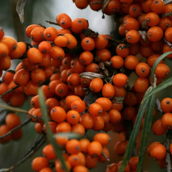 Promesse de Fleurs - Hippophae rhamnoides Friesdorfer Orange - Argousier Pot de 1,5L/2L - Image 1