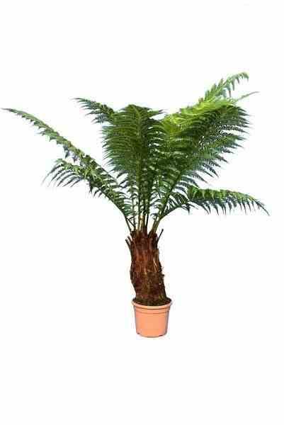 Sans Marque - Dicksonia antartica (fougères arborescentes) Taille:Pot de 5 litres ? 80/100 cm - Image 4