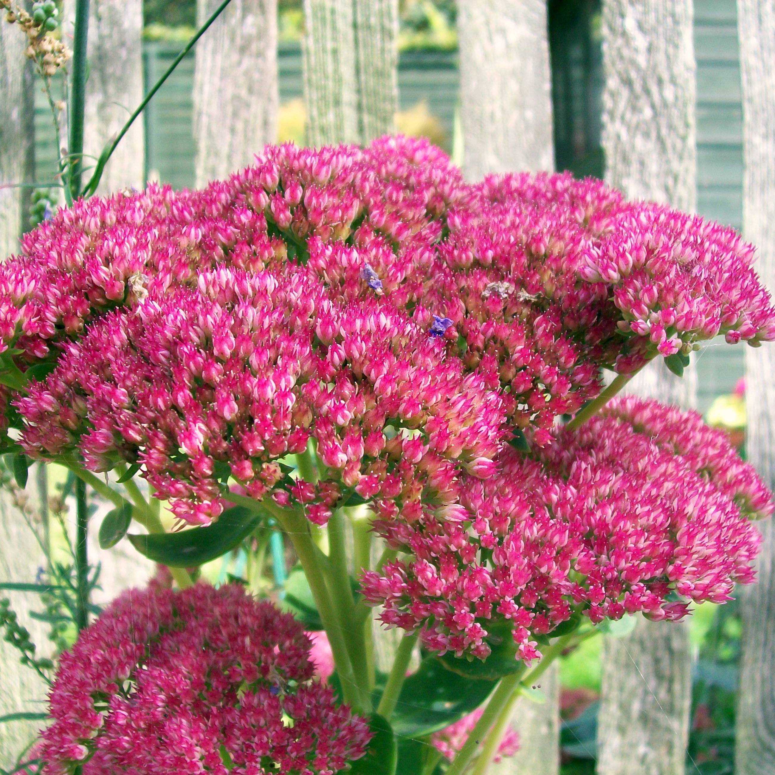 Sedum Herbstfreude ou Autumn Joy  Pot de 2L/3L