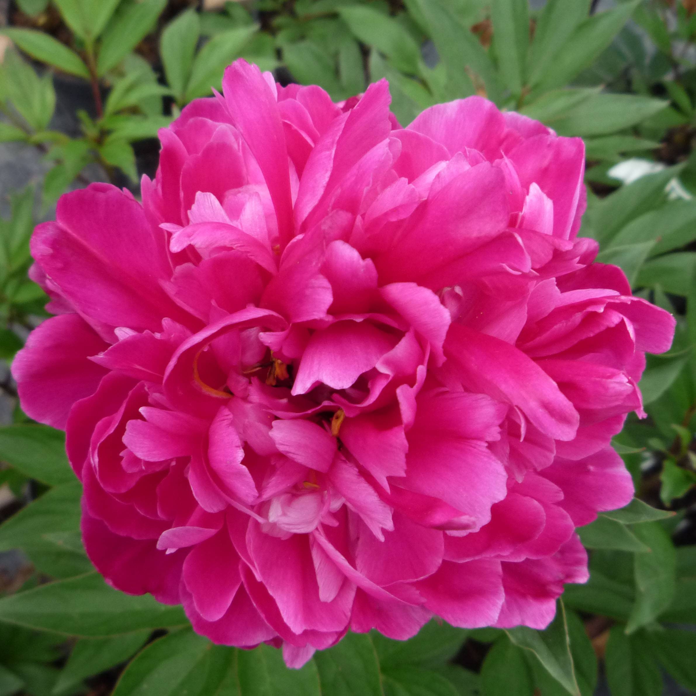 Promesse de Fleurs - Pivoine lactiflora Karl Rosenfield Souche 3/5 yeux