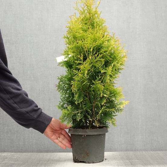 Promesse de Fleurs - Thuya du Canada - Thuja occidentalis Yellow Ribbon. Pot de 2L/3L - Image 2