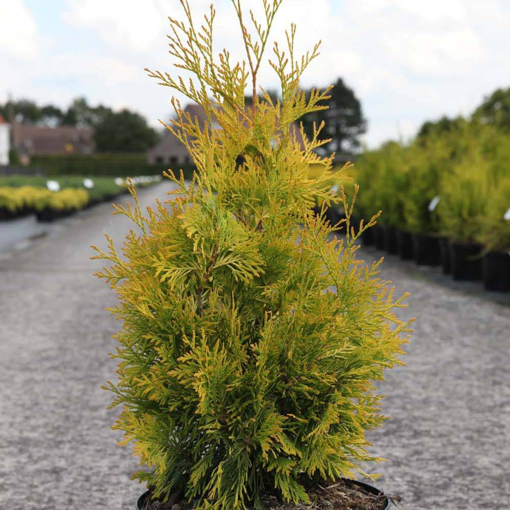 Promesse de Fleurs - Thuya du Canada - Thuja occidentalis Yellow Ribbon. Pot de 2L/3L - Image 1