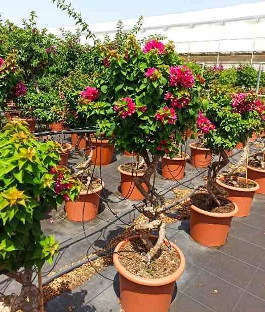 0 - Bougainvillier Bougainvillier 'Mini Thai' (bougainvillier nain) Pot de 25L - 100/125cm - Image 2