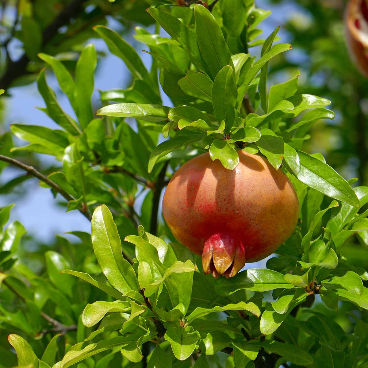 Grenadier à fruits - Punica granatum Favorite Pot de 3L/4L, Buisson