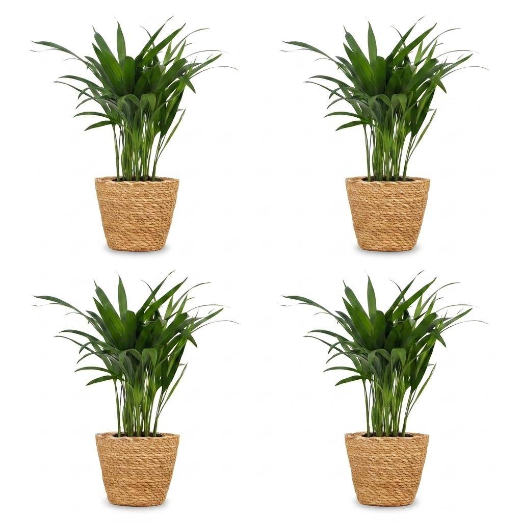 Areca Lutescens - Palmier Areca - Pot de 12cm - 4 plantes - Plantes d'intérieur - Image 2