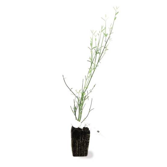 Genêt d'Espagne (Spartium junceum) - Godet - Taille 20/40cm - Pépinières Naudet - Image 2
