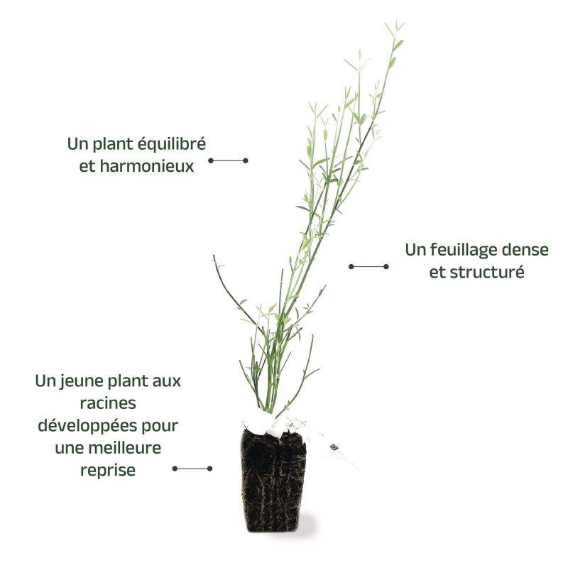 Genêt d'Espagne (Spartium junceum) - Godet - Taille 20/40cm - Pépinières Naudet - Image 3