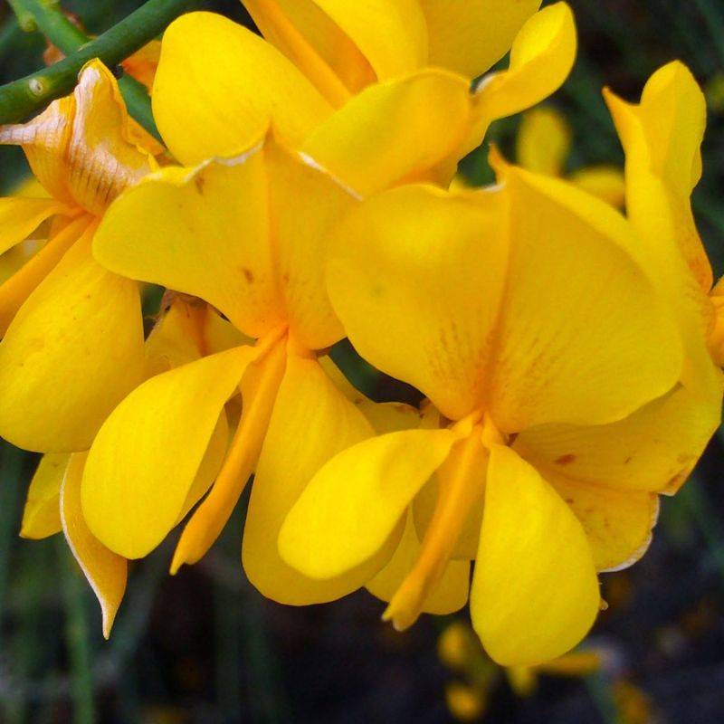 Genêt d'Espagne (Spartium junceum) - Godet - Taille 20/40cm - Pépinières Naudet