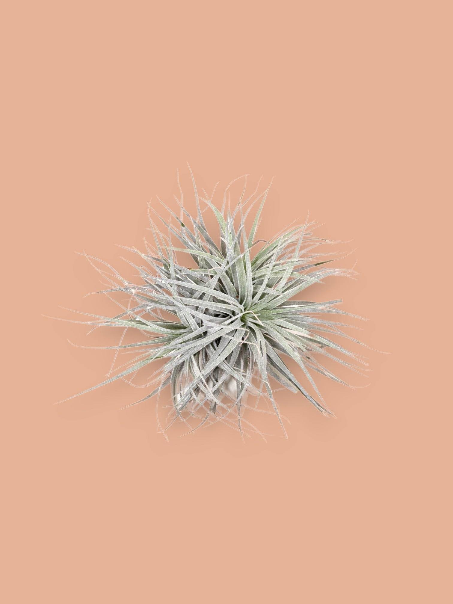 La Green Touch - Tillandsia - L'excentrique 15cm - Plante d'intérieur- La Green Touch - Imagen 2