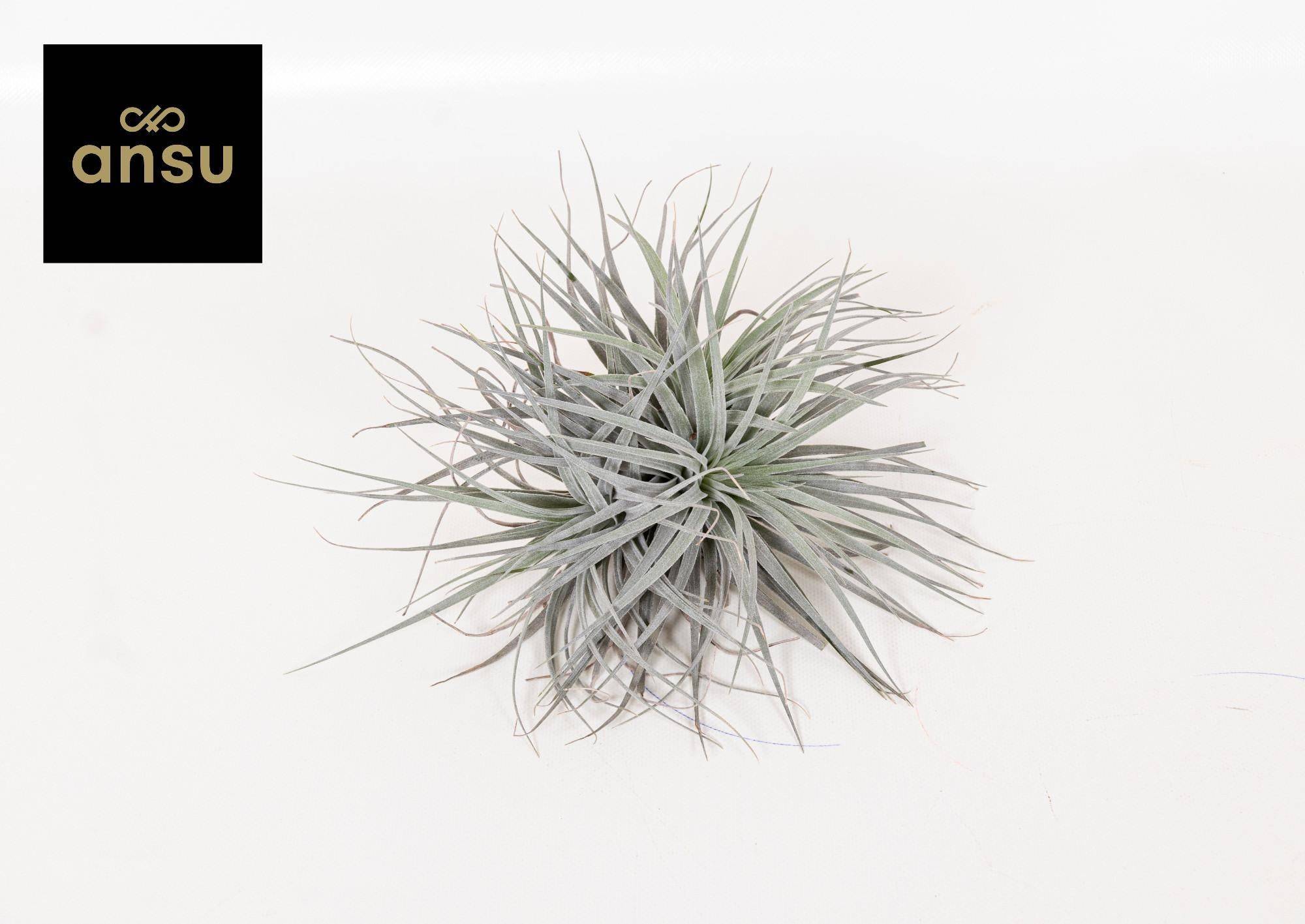 La Green Touch - Tillandsia - L'excentrique 15cm - Plante d'intérieur- La Green Touch - Imagen 1