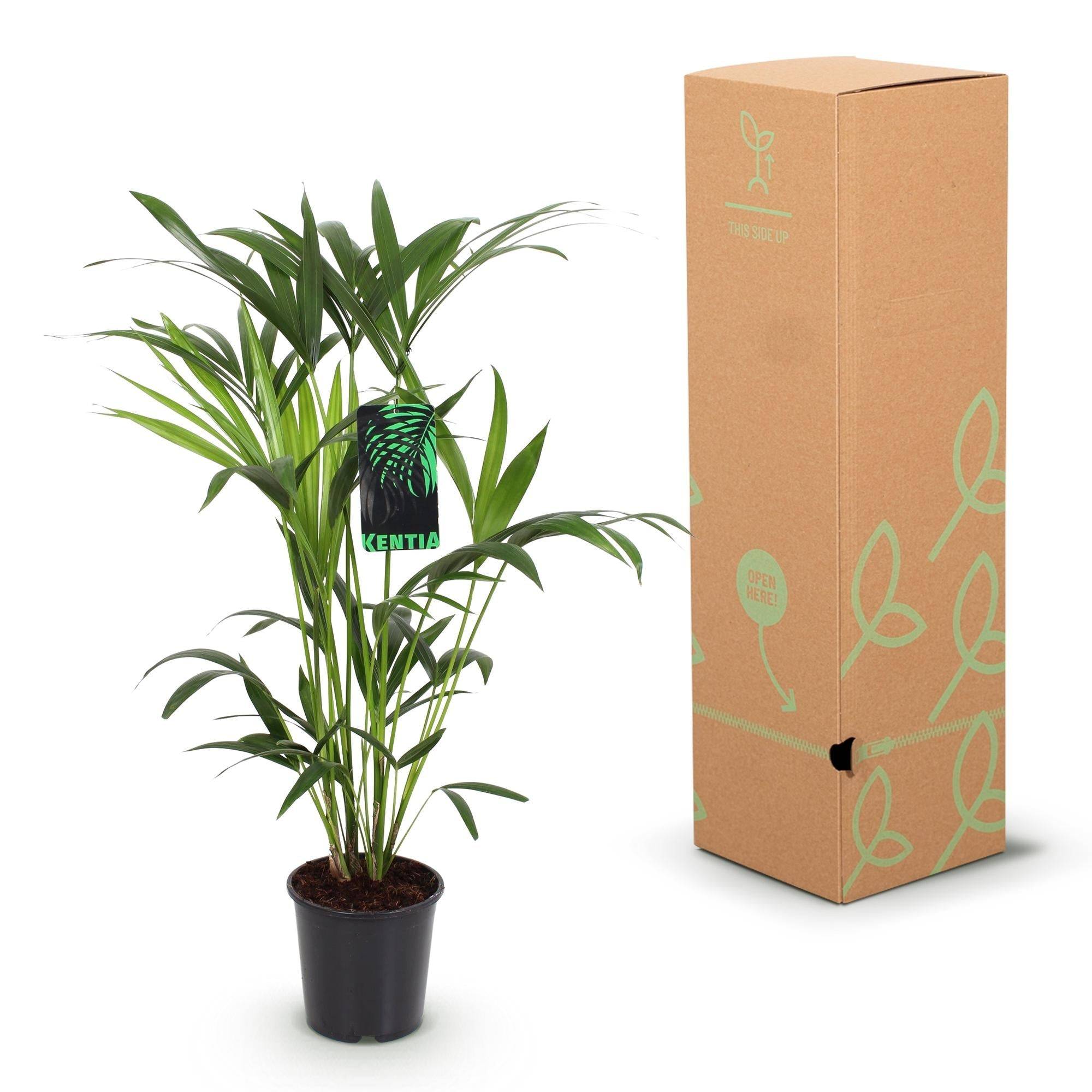 La Green Touch - Howea Forsteriana - D19 H85cm - Image 6