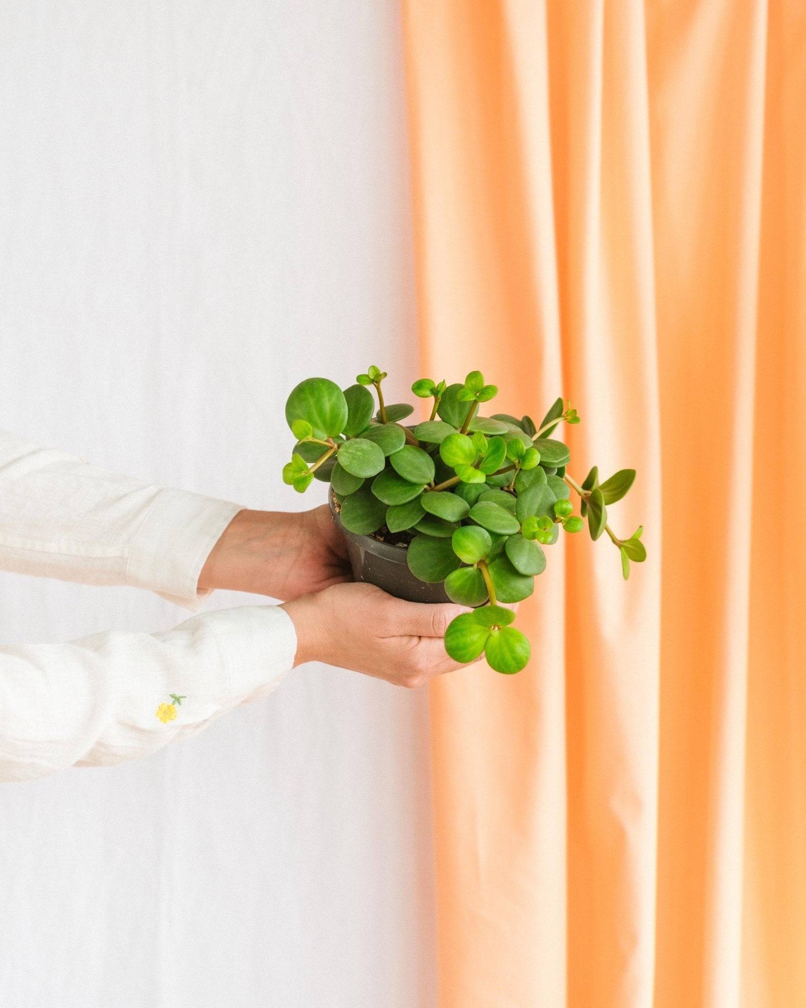 Peperomia Hope 15cm - Plante d'intérieur- La Green Touch - Image 2