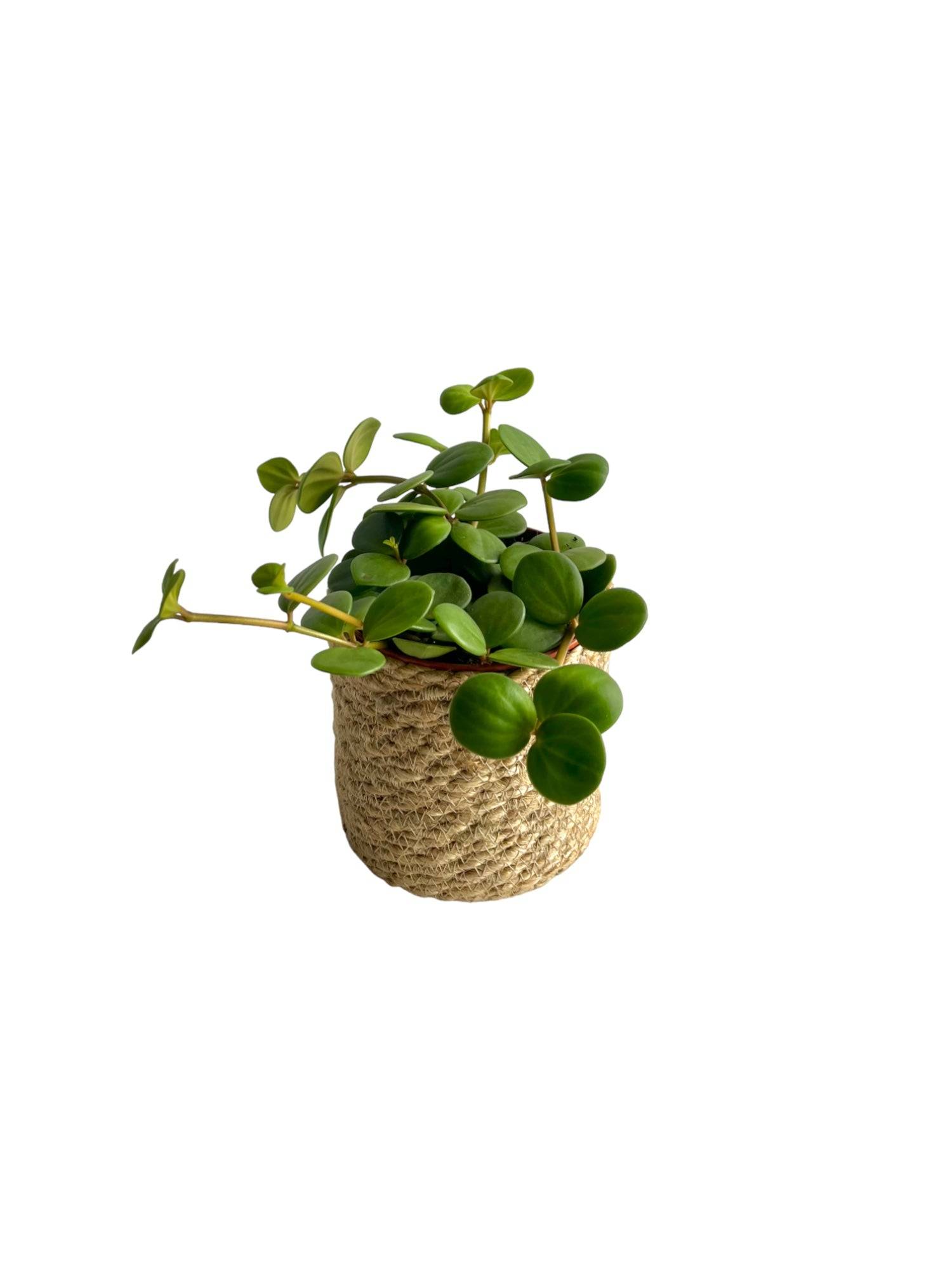 Peperomia Hope 15cm - Plante d'intérieur- La Green Touch - Image 3