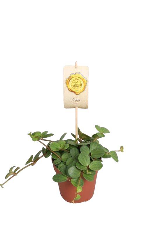 Peperomia Hope 15cm - Plante d'intérieur- La Green Touch - Image 1