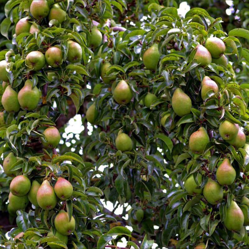 Poirier 'Williams' (Pyrus communis 'Williams') - Scion de 100cm - Pépinières Naudet - Imagen 5