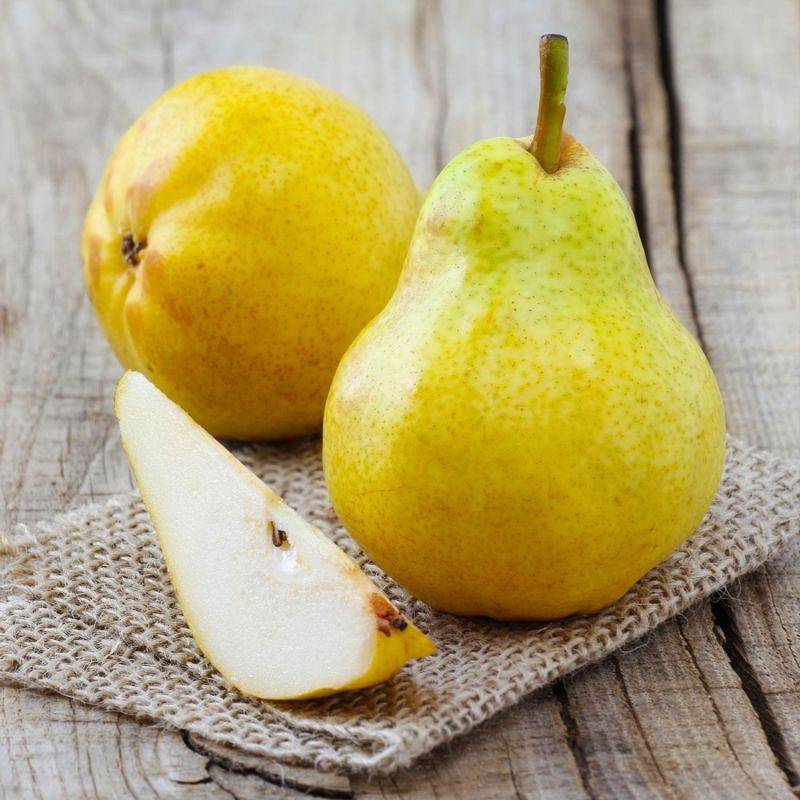 Poirier 'Williams' (Pyrus communis 'Williams') - Scion de 100cm - Pépinières Naudet - Imagen 2