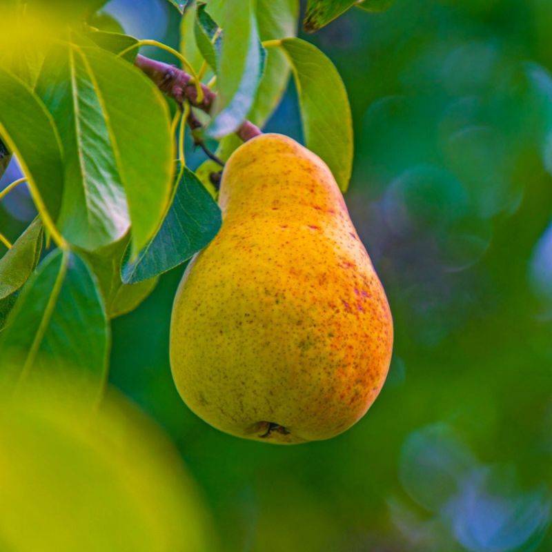 Poirier 'Williams' (Pyrus communis 'Williams') - Scion de 100cm - Pépinières Naudet - Imagen 1