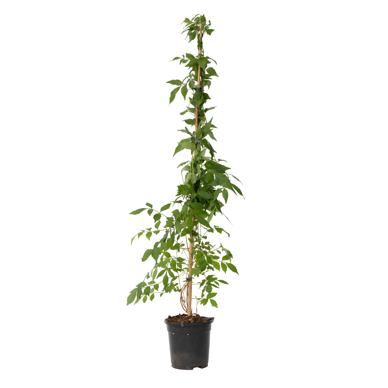 Bignone à trompettes - Campis radicans 'Flava' - Hauteur 110-120cm - ⌀17cm - Image 1