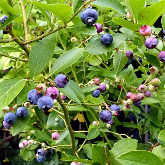 Promesse de Fleurs - Myrtille Goldtraube - Vaccinium corymbosum Pot de 1,5L/2L, Buisson