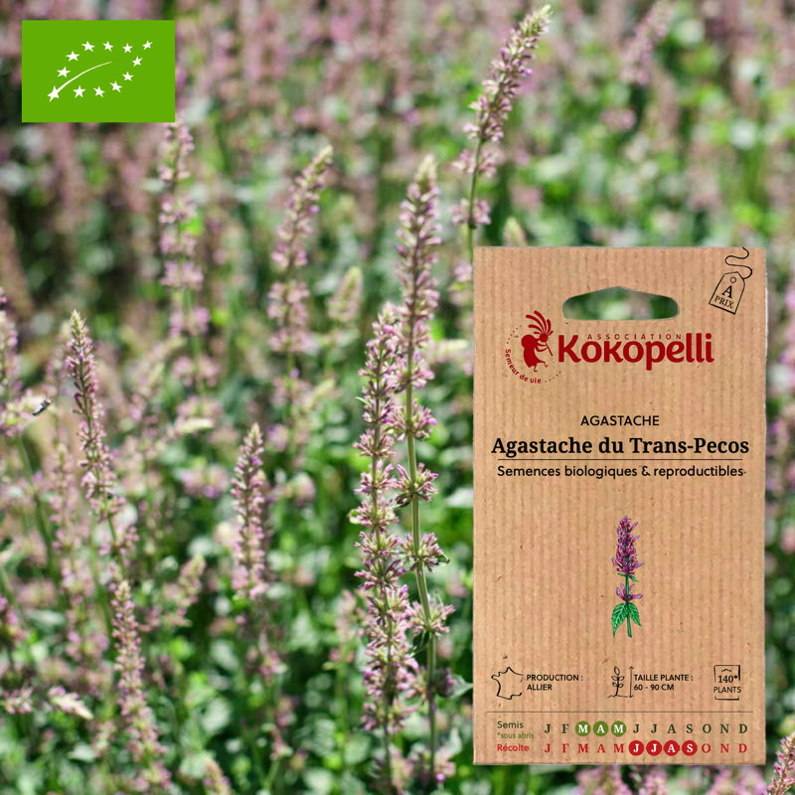Association Kokopelli - Agastache du Trans-Pecos- Graines bio à semer - Image 1
