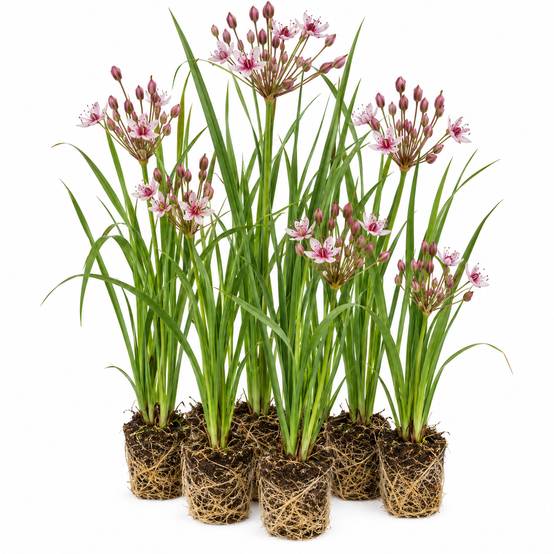 Butome en ombelle - Butomus umbellatus - 12 plantes - Image 1