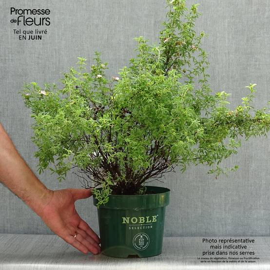 Potentilla fruticosa Bellissima - Potentille arbustive Pot de 2L/3L - Image 2