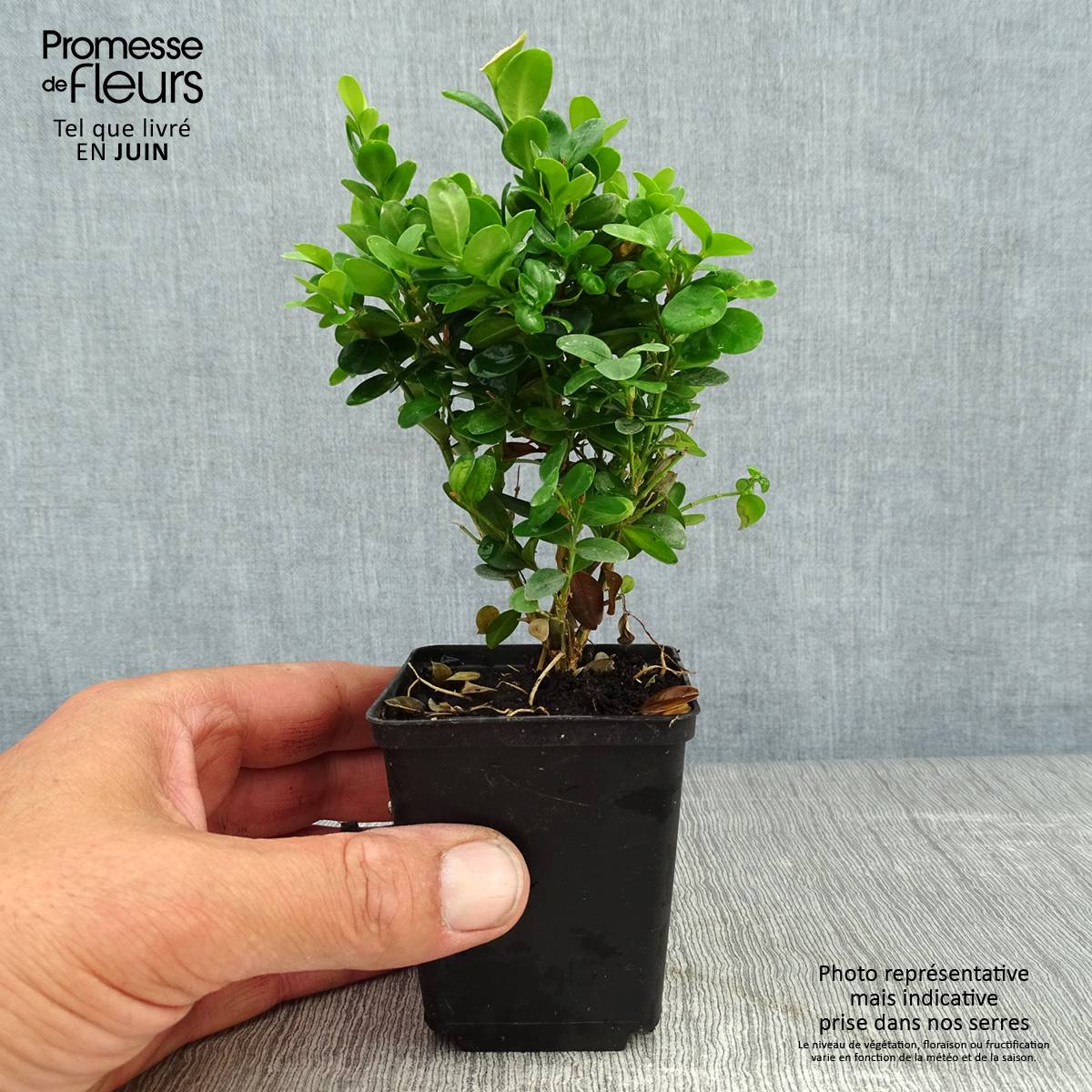 Promesse de Fleurs - Buis de haie - Buxus sempervirens Suffruticosa en godet Godet de 8/9 cm - Image 2