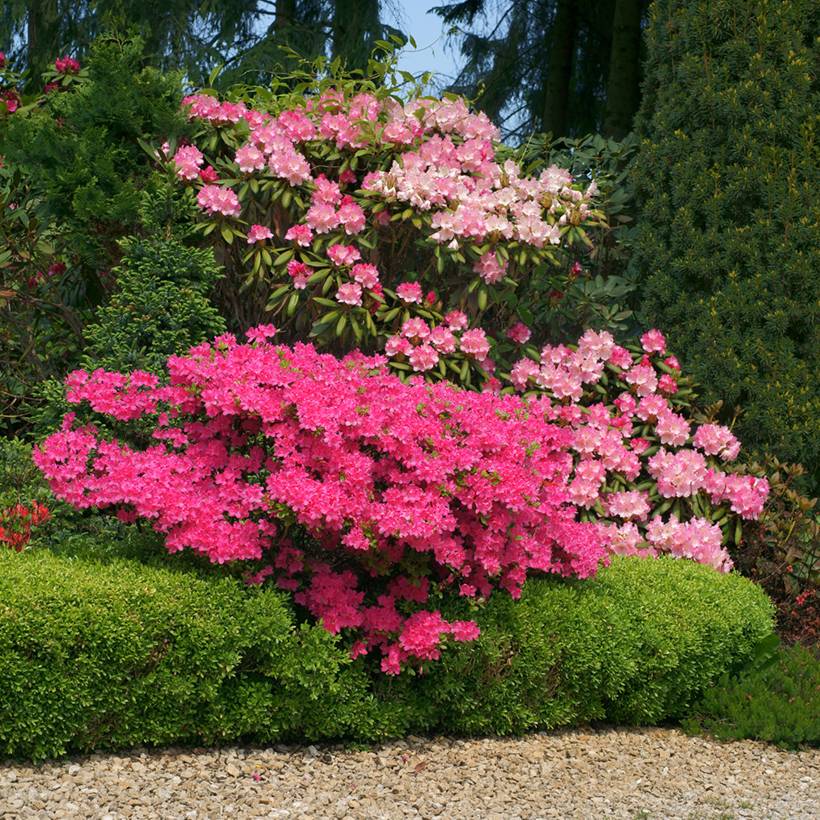 Promesse de Fleurs - Buis de haie - Buxus sempervirens Suffruticosa en godet Godet de 8/9 cm