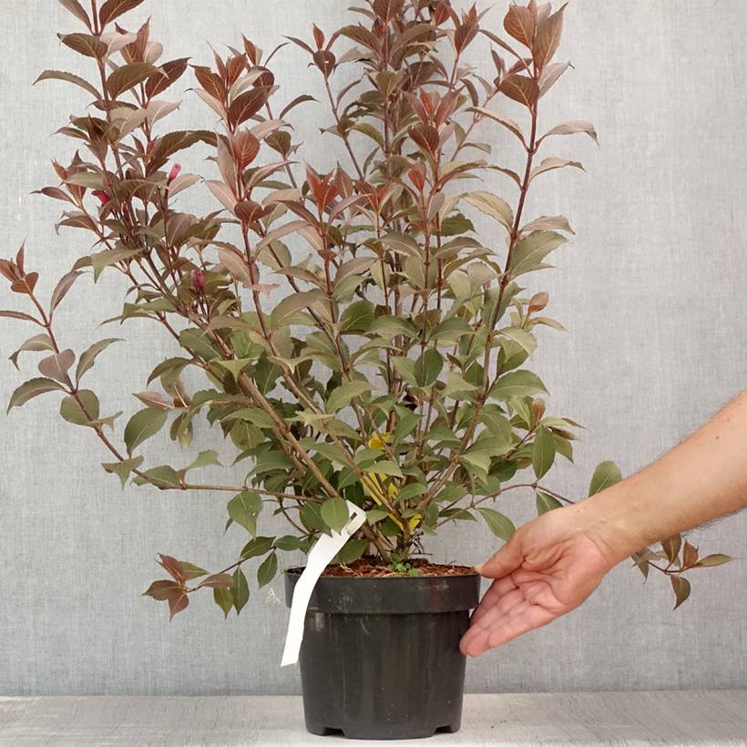 Weigela florida Victoria Pot de 2L/3L - Image 2