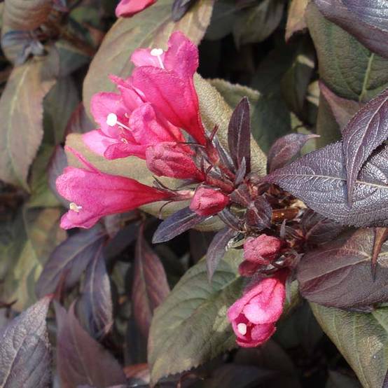 Weigela florida Victoria Pot de 2L/3L - Image 1
