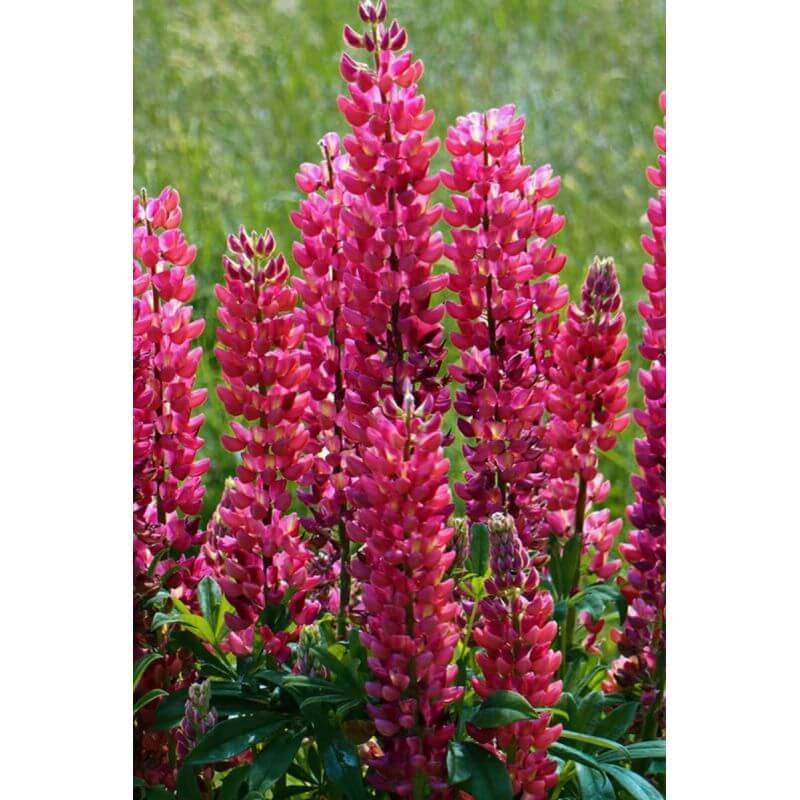 Collections de 8 Lupins -  - Pépinières Naudet - Imagen 5