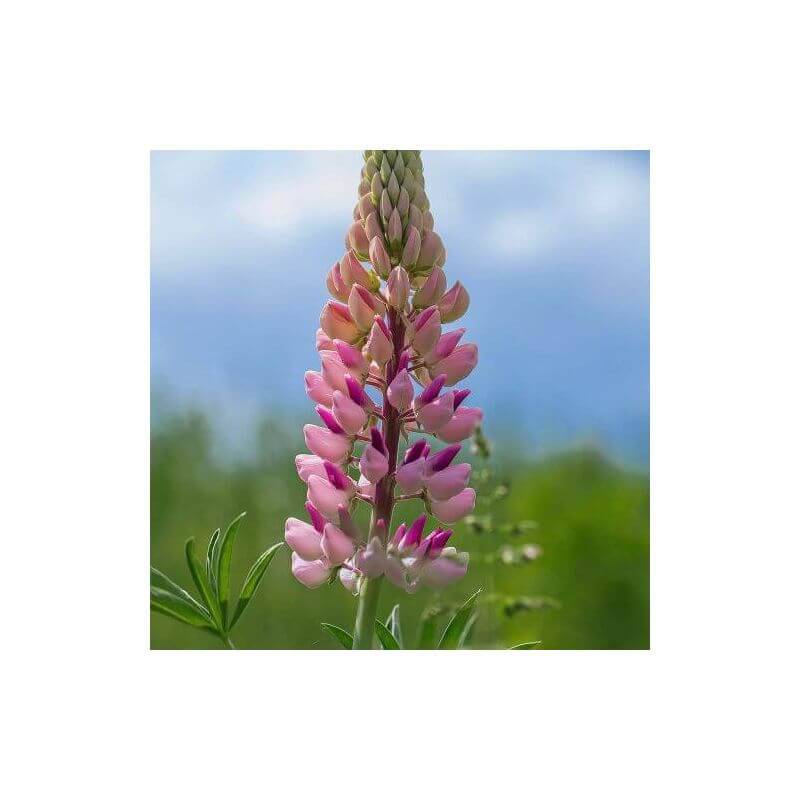 Collections de 8 Lupins -  - Pépinières Naudet - Imagen 3