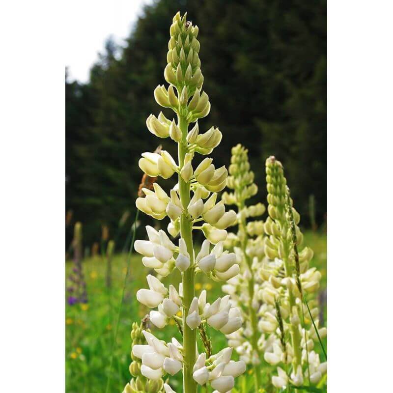 Collections de 8 Lupins -  - Pépinières Naudet - Imagen 4