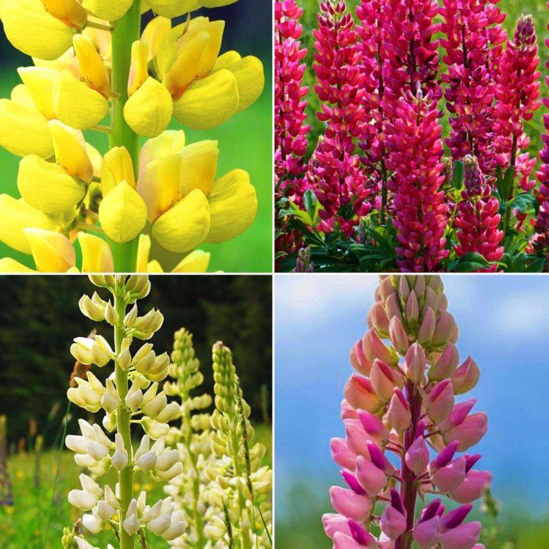Collections de 8 Lupins -  - Pépinières Naudet - Imagen 2