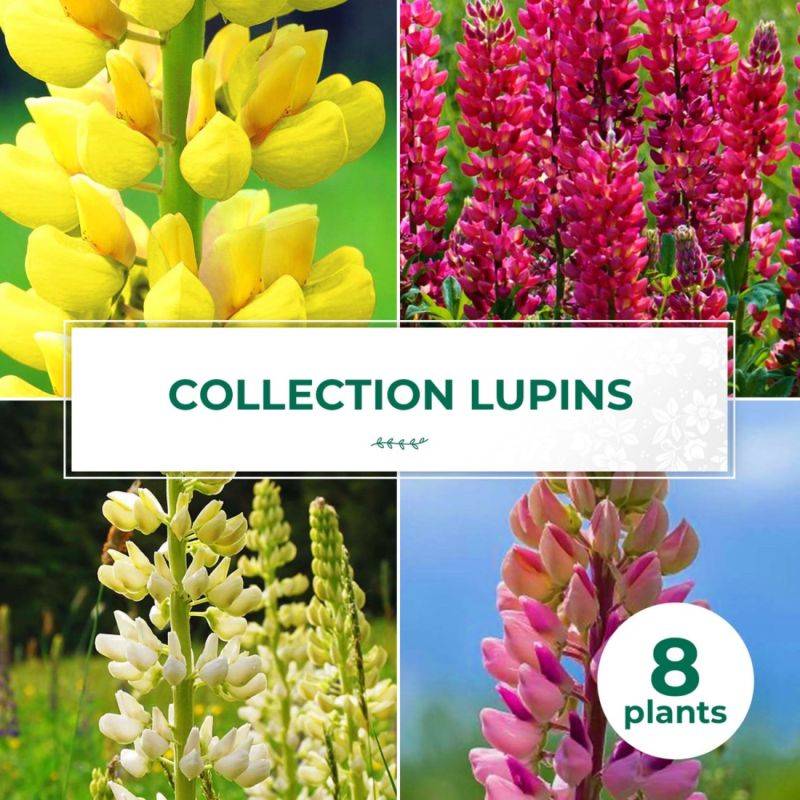 Collections de 8 Lupins -  - Pépinières Naudet - Imagen 1