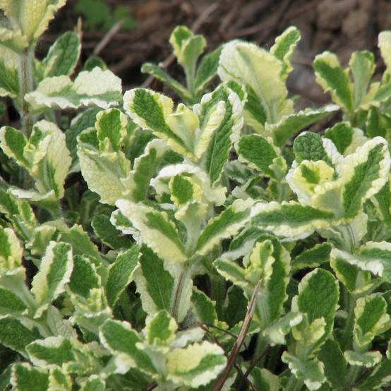 Promesse de Fleurs - Menthe panachée - Mentha suaveolens Variegata Godet de 8/9 cm