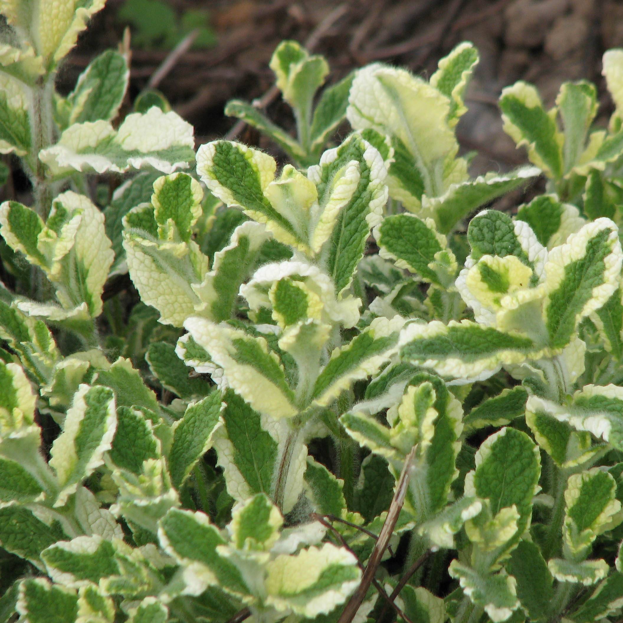 Promesse de Fleurs - Menthe panachée - Mentha suaveolens Variegata Godet de 8/9 cm