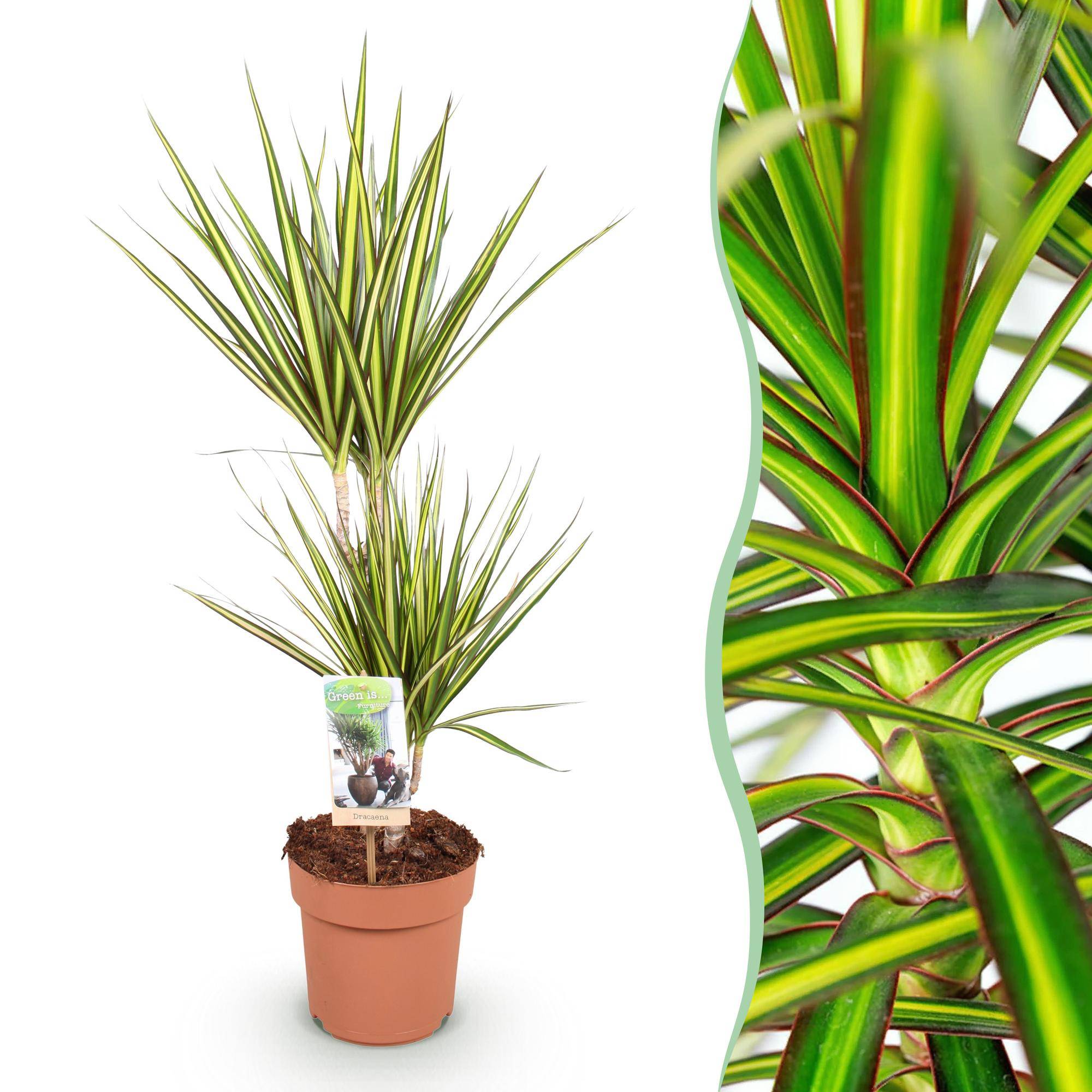 Dracaena Sunray - Pot de 17cm - Sans cache-pot - Plantes d'intérieur