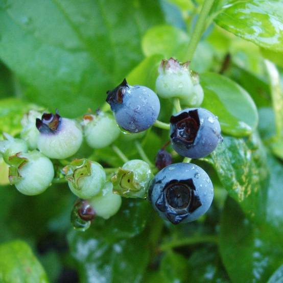 Promesse de Fleurs - Myrtillier Blue Gold - Vaccinum corymbosum Pot de 1,5L/2L, Buisson