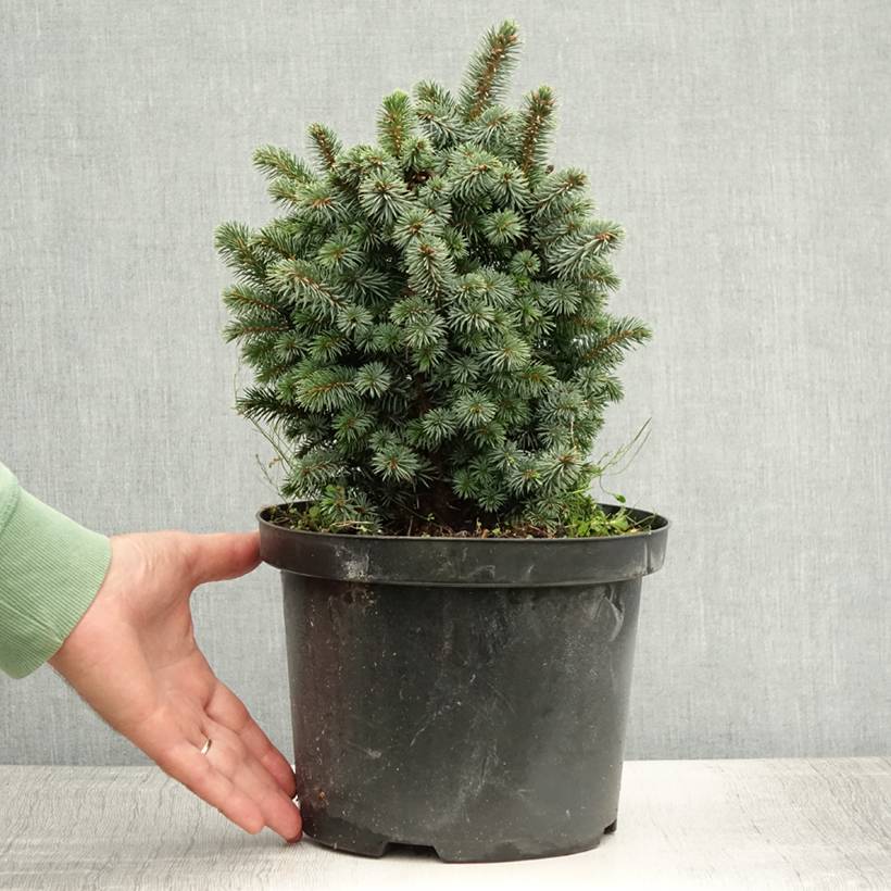 Épicéa de Sitka - Picea sitchensis Midget Pot de 4L/5L - Imagen 2