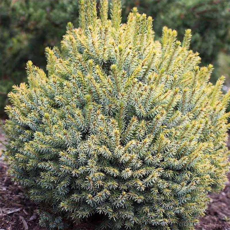 Épicéa de Sitka - Picea sitchensis Midget Pot de 4L/5L - Imagen 1
