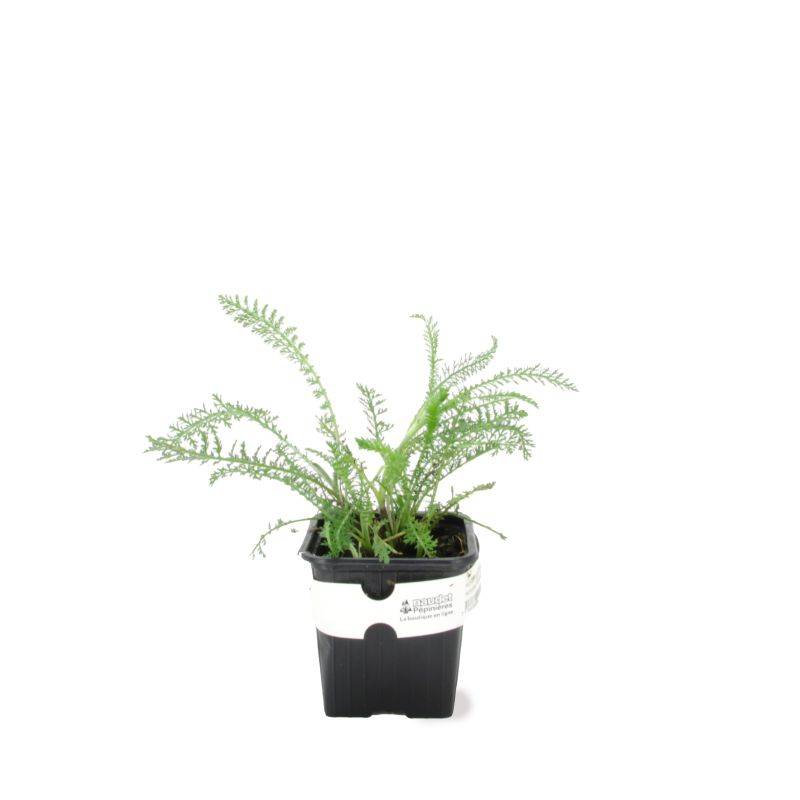 3 Achillées 'Cerise Queen' (Achillea 'Cerise Queen') - Lot de 3 vivaces - Pépinières Naudet - Imagen 2