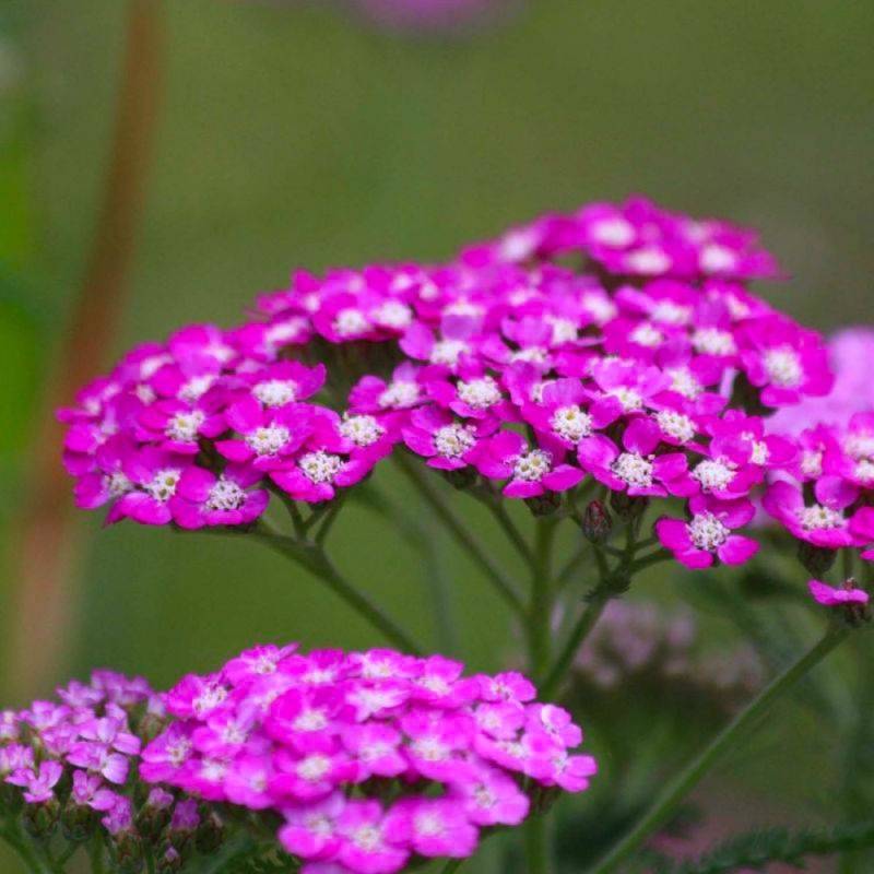 3 Achillées 'Cerise Queen' (Achillea 'Cerise Queen') - Lot de 3 vivaces - Pépinières Naudet - Imagen 1