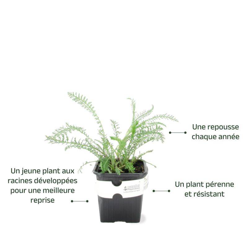 3 Achillées 'Cerise Queen' (Achillea 'Cerise Queen') - Lot de 3 vivaces - Pépinières Naudet - Imagen 3