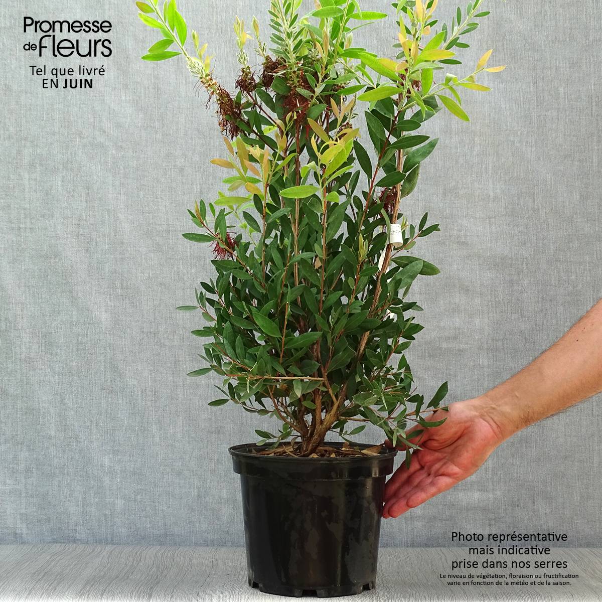 Promesse de Fleurs - Callistemon (x) laevis Pot de 3L/4L - Image 2