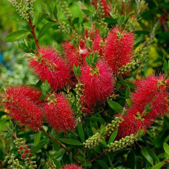 Promesse de Fleurs - Callistemon (x) laevis Pot de 3L/4L - Image 1