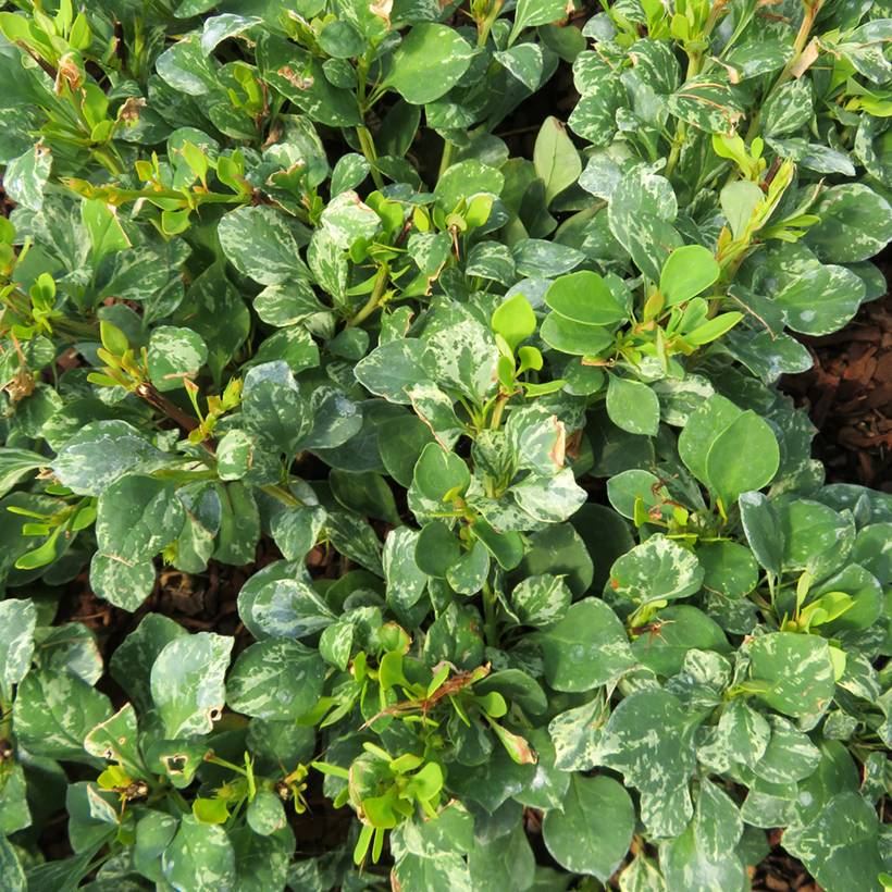 Berberis thunbergii Kelleriis - Epine-vinette Godet de 8/9 cm